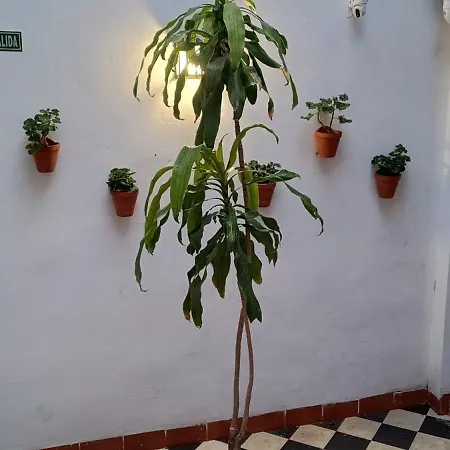Apartamento La Alborea *